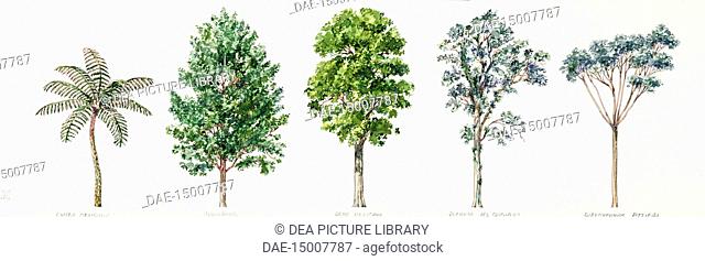 Botany - Rabo de Mico (Cyathea mexicana); American Sweetgum (Liquidambar styraciflua); Mexican elm (Ulmus mexicana); Costa Rican oak (Quercus costaricensis);...