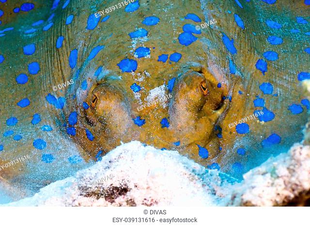 Bluespotted ribbontail ray (Taeniura lymma) close-up face, in the Red Sea, Egypt