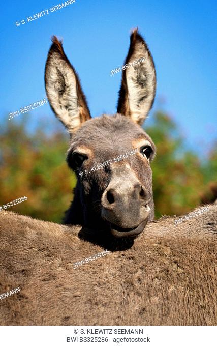 domestic donkey (Equus asinus f. asinus), laying the head on the back of another donkey, Germany
