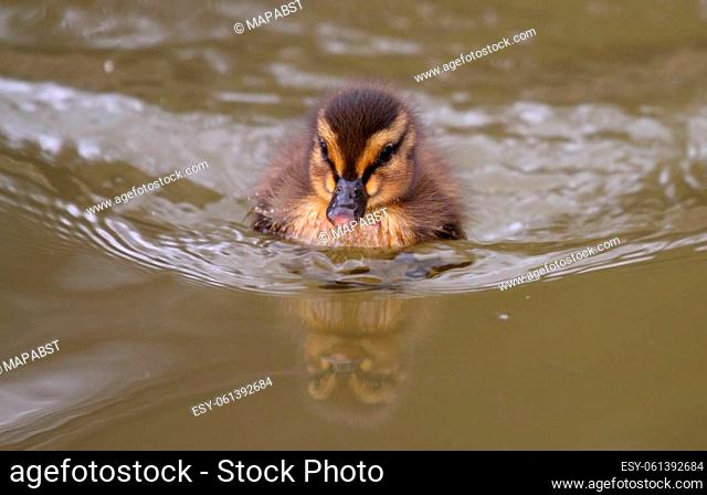 Mallard duckling swimming in natural environment on a lake