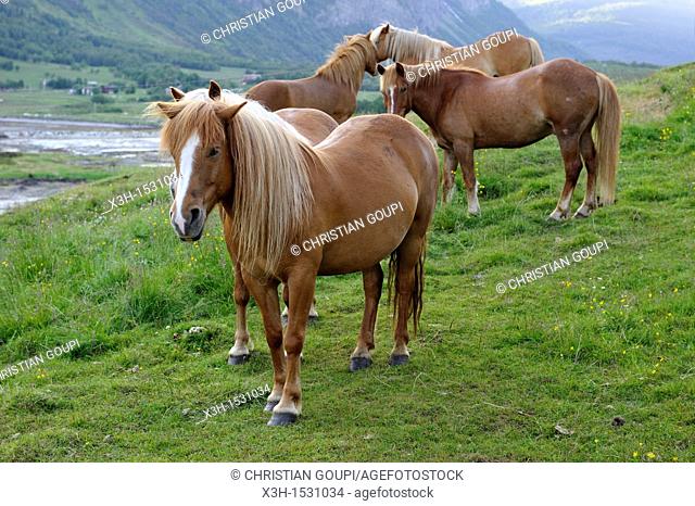 Lyngshest horses, Solvik Gard, region of Lyngen, County of Troms, Norway, Northern Europe