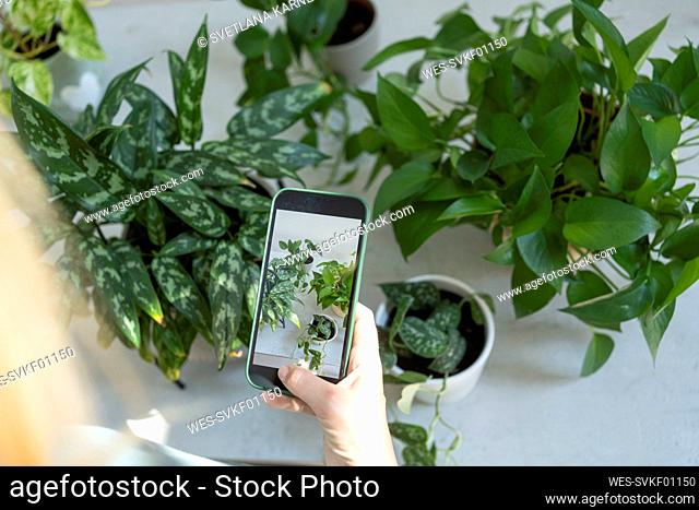 Hand of woman photographing plants through smart phone