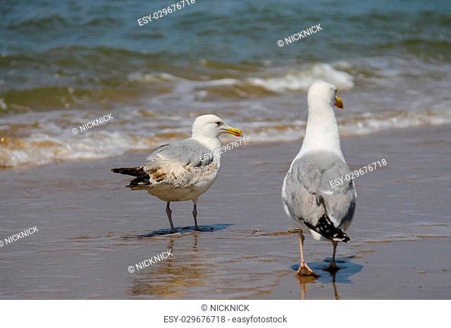 Two seagulls in a water of North sea in Zandvoort, the Netherlands