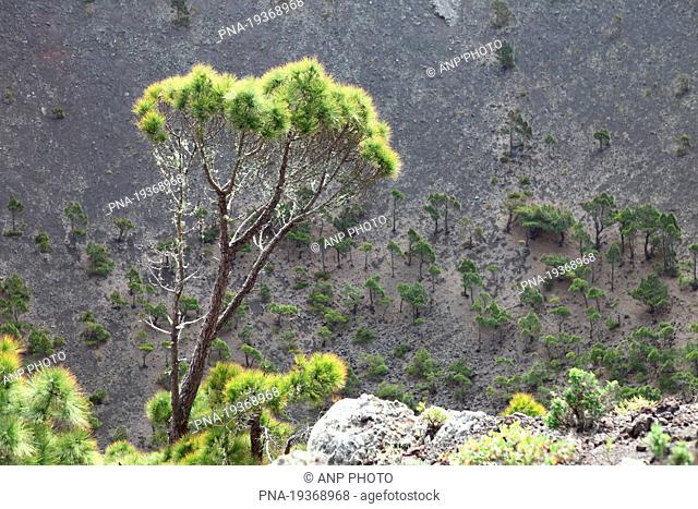Canary Island pine Pinus canariensis - La Palma, Canary Islands, Spain, Europe