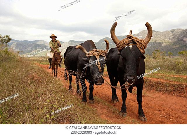 Farmer with oxes in the Vinales Valley, Vinales, Pinar del Rio, Cuba