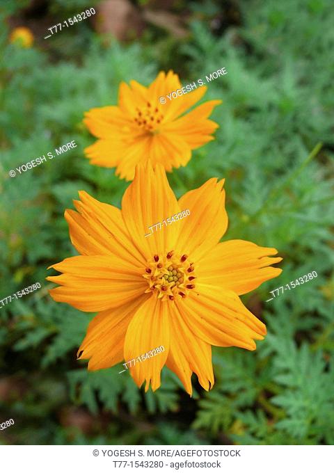 Cosmos Flowers,  Cosmos sulphureus, India