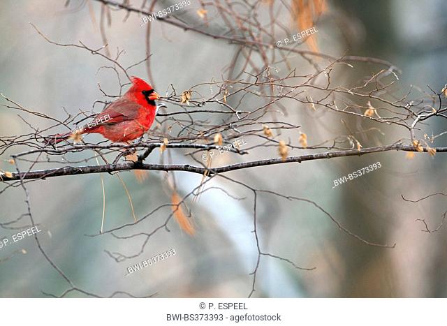 Common cardinal, Red cardinal (Cardinalis cardinalis), male on a twig in a tree, USA, Massachusetts
