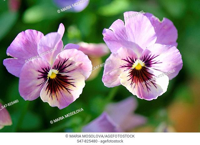 Pansy Flower Duo. Viola x wittrockiana