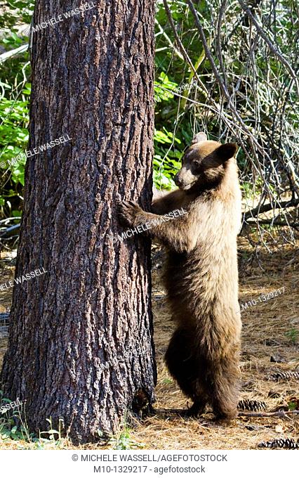 Black bear standing. Sequoia National Park, California