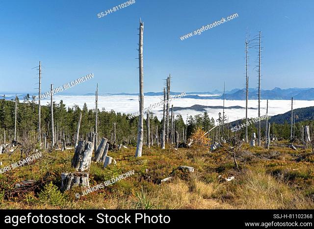 Forest area left to nature with a lot of dead trees on Teisenberg, municipality of Anger, Upper Bavaria, Germany