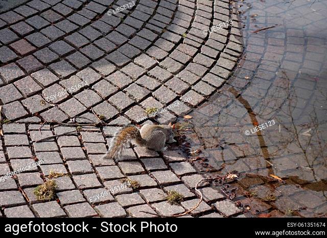 Grey squirrel drinking water from above in a park