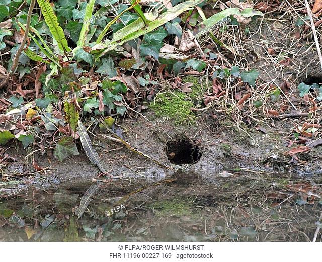 Water Vole Arvicola terrestris hole in stream bank, Arundel, West Sussex, England