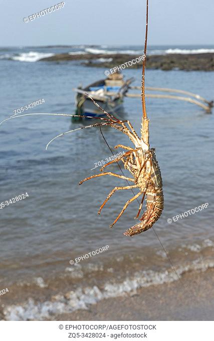 Fresh Lobster Catch, Diveagar, Raigad, Maharashtra, India