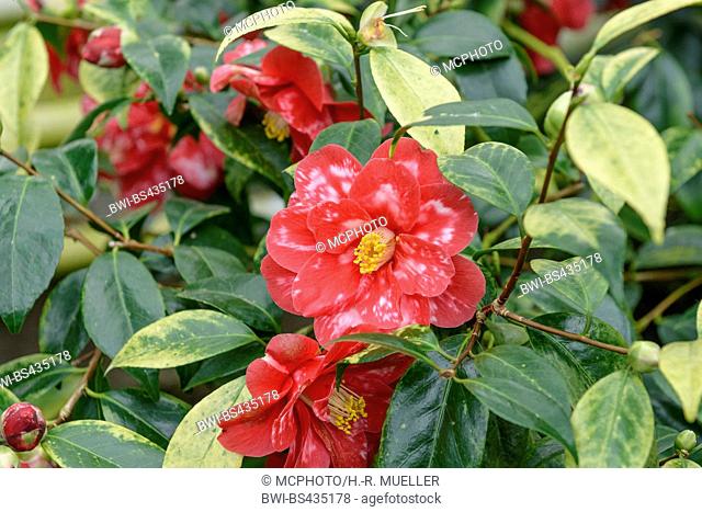 Japanese camellia (Camellia japonica 'Donckelaeri', Camellia japonica Donckelaeri), cultivar Donckelaeri