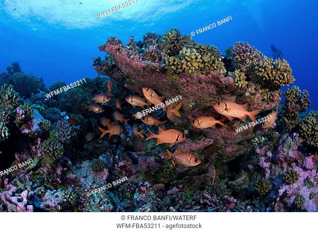 Shoal of Berndts Soldierfish under Coral, Myripristis berndti, Rangiroa, French Polynesia