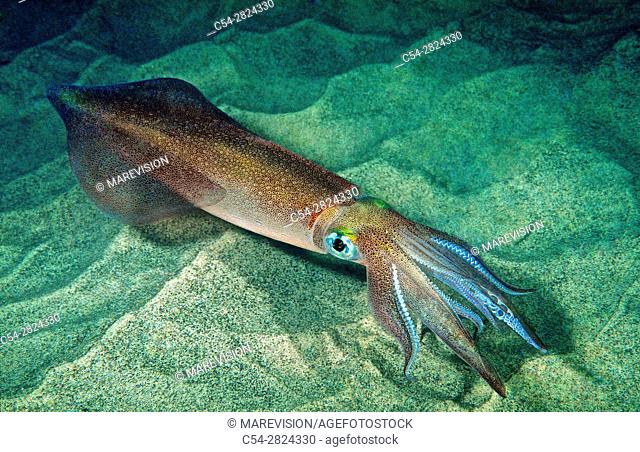 Squid (Loligo vulgaris). Eastern Atlantic. Galicia. Spain