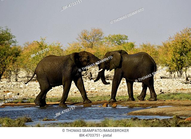 Two elephants (Loxodonta africana) at a waterhole fighting and playing, Etosha National Park, Namibia