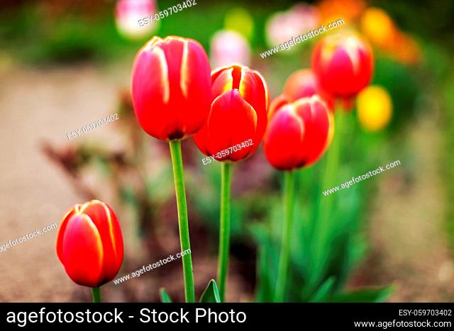 Shallow depth of field (only edge of petals in focus) photo of tulip bulbs, with more blurred flowers in back. Abstract spring background