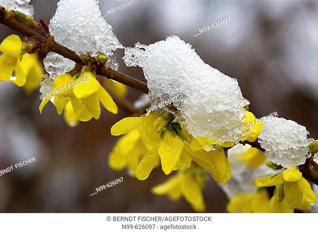 Hybrid-Forsythia (Forsythia x intermedia). Garden flower, backwinter in spring, flower and snow, Franconia, Germany