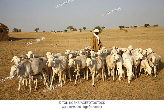 Sudanese refugees who fled to Chad and live in refugee camps own some livestock such as camels, goats or sheep Most of their animals have been stolen by the...