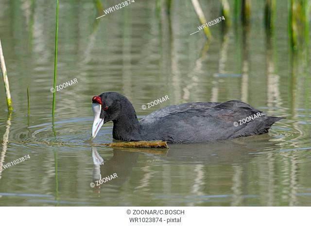 red knobbed coot, Fulica cristata