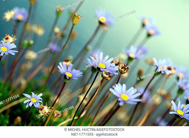 Asters in summer