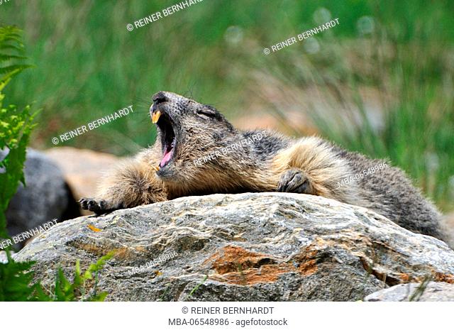 Groundhog lying on rock yawning, Marmota