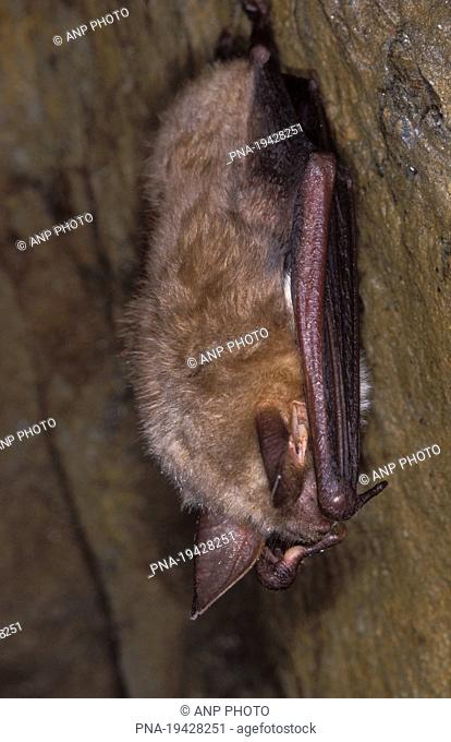 Mouse-eared Bat Myotis myotis - Ardennes, Luxembourg, Wallonia, Belgium, Europe