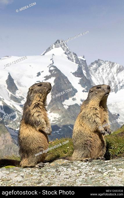 Alpine Marmot - pair - Hohe Tauern National Park, Austria