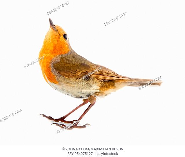 Robin (redbreast, Erithacus rubecula) is earliest and latest singing bird. Sings at dusk. Side view. Isolated on white background