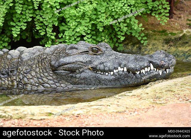 Nile crocodile in the Bioparc. Valencia (Spain), November 07th, 2022
