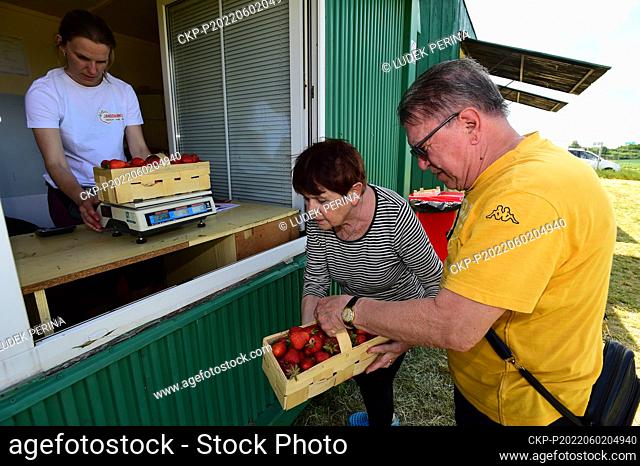 Self-picking of strawberries on strawberry farm in Olomouc - Slavonin, Czech Republic, June 2, 2022. (CTK Photo/Ludek Perina