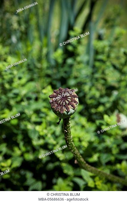 oriental poppy, withered, boll