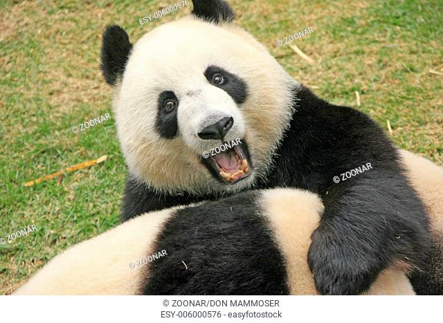Giant panda bears (Ailuropoda Melanoleuca)