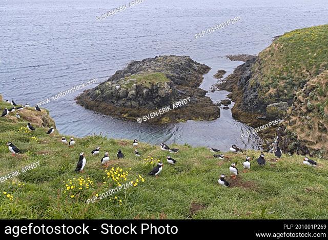 Atlantic puffins (Fratercula arctica) nesting in old rabbit holes on slope of sea cliff in seabird colony in summer, Iceland