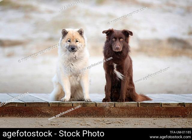 Eurasian Dog with Australian Shepherd