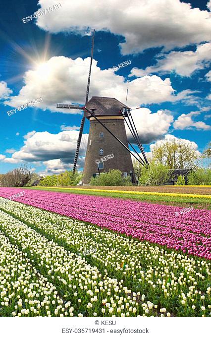 Windmill with beautiful tulip field in Holland