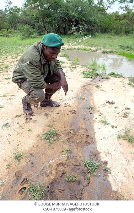 Zulu tracker Skhuni of Protrack Ltd points out white rhino Ceratotherium simum, footprints in sandy mud The spoor has a very recognisable three toed print