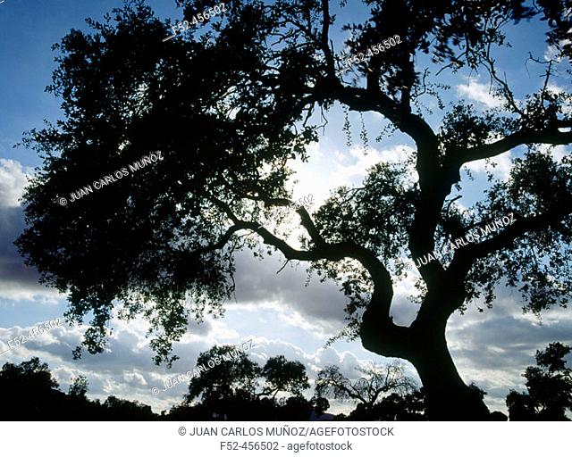 Meadow landscapes. Oak silhouette. Badajoz province. Spain