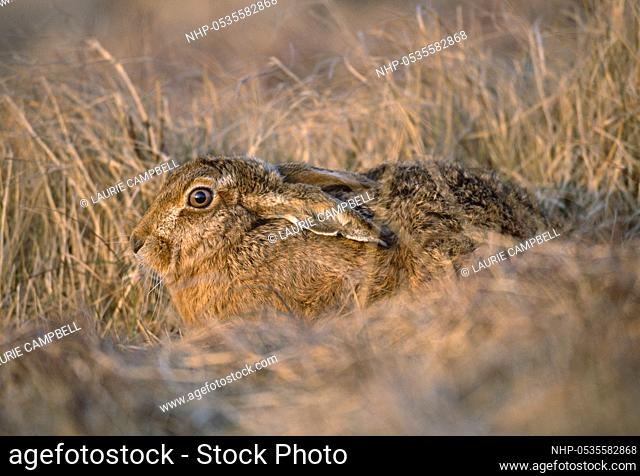 Brown Hare (Lepus europaeus), hiding in rough grassland, Loch Gruinart RSPB Nature Reserve, Hebrides, Islay, Scotland, April 2004, Image: 535582868
