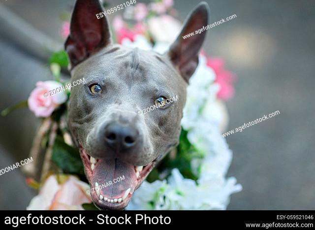beautiful young thai ridgeback dog in flower wreath on head. summer season. outdoor shot. natural light. copy space
