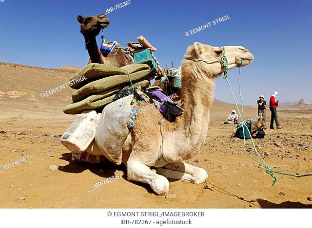 Camel, Mehari, Hoggar, Ahaggar, Wilaya Tamanrasset, Algeria, Sahara Desert, North Africa