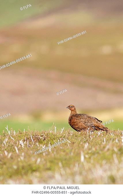 Red Grouse (Lagopus lagopus scoticus) adult male, standing on heather moorland habitat, Swaledale, Yorkshire Dales N.P., North Yorkshire, England, June
