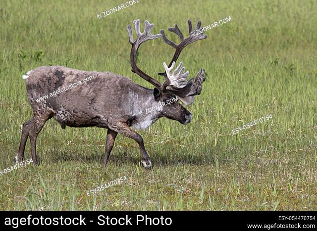 large male of the reindeer that walks through the marshy tundra