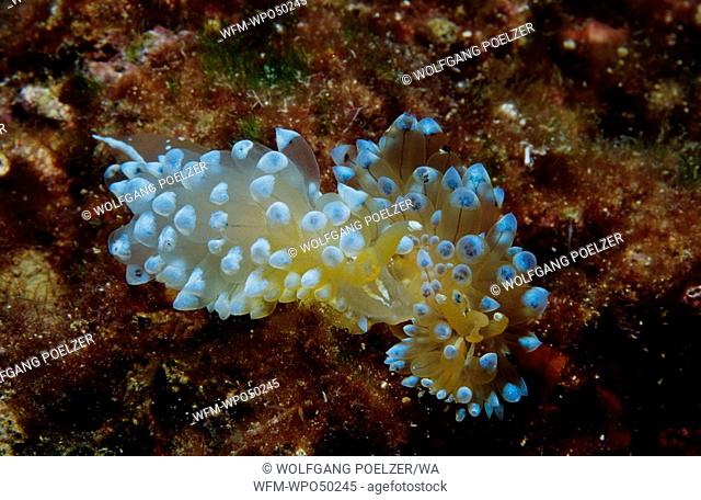 blue nudibranchs sea slugs, Janolus cristatus, Adriatic sea Mediterranean sea, Croatia