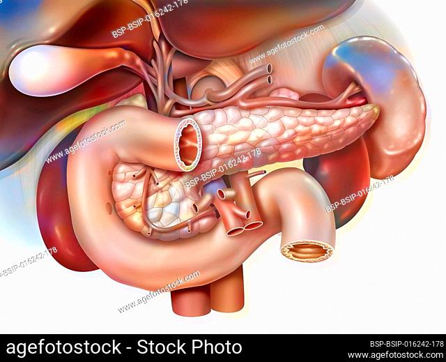 Human digestive system: Anatomy of duodeno-hepato-pancreatic block