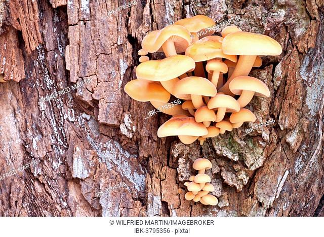 Winter Mushrooms (Flammulina velutipes), North Hesse, Hesse, Germany