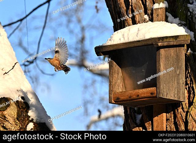 The Eurasian Nuthatch, Sitta europaea, bird feeder in the snow-covered garden of the castle in Lednice, Breclav region, Czech Republic, December 3, 2023