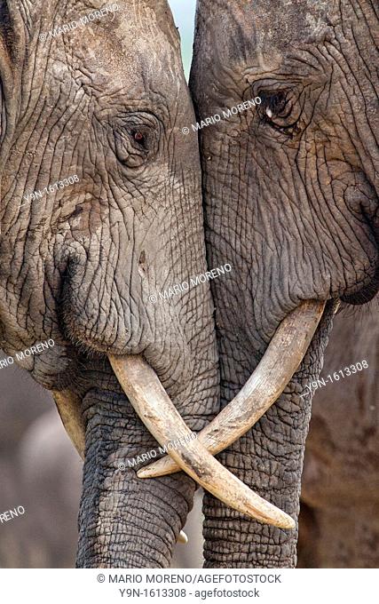 Two adult elephants Loxodonta africana interacting at Hapoor Dam in Addo Elephant National Park, South Africa
