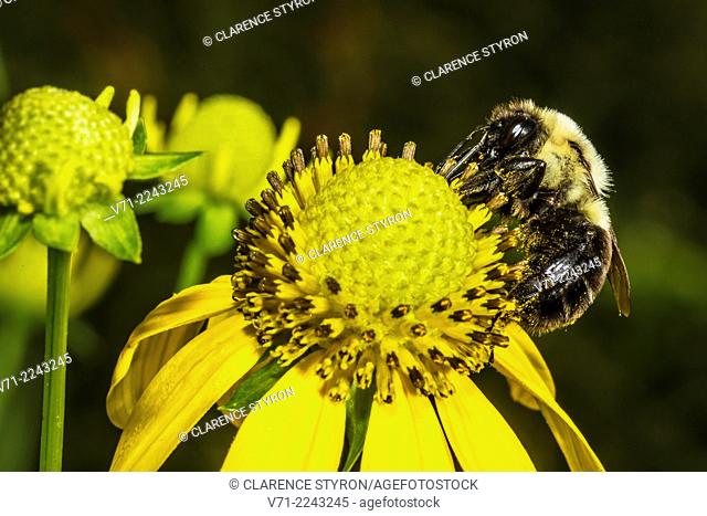 Digger Bee (Anthophora abrupta) Feeding on Cutleaf Daisy (Engelmannia peristenia) Flower